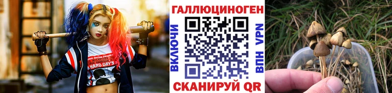 даркнет сайт  Ильский  Галлюциногенные грибы Psilocybe 